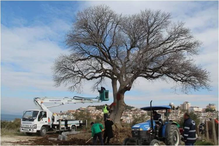 Anıtsal ağaçlar için restorasyon