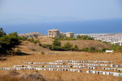 Kuşadası arıcıları bekliyor
