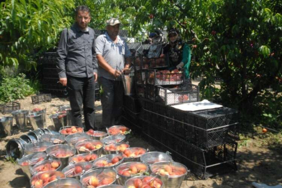 Davutlar'da erkenci şeftali hasadı başladı
