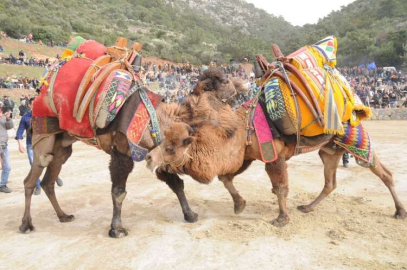 Ünlü Develer Kuşadası’nda buluştu 