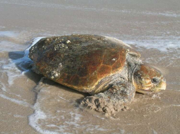 Kuşadası'nda Bir Ölü Caretta Caretta Bulundu