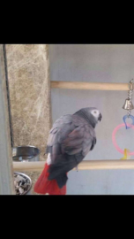 Chakki’yi bulana ödül var