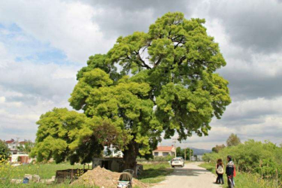Anıt ağaç için seferberlik