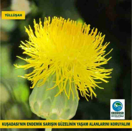 Tüllüşah için çalıştay yapıldı