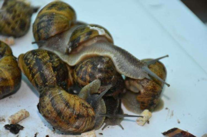 Kuşadası'nda Salyangoz Çiftliği