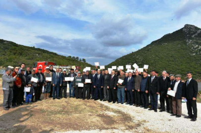 Kirazlı'da Zeytin ağaçları köylüye paylaştırıldı