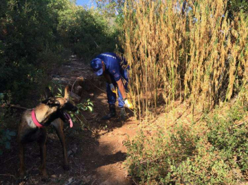 Güneş panelli, damlama sulamalı Kenevir tarlası