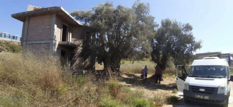Bin 500 yıllık ağacın yanına yapılan villa yıkıldı