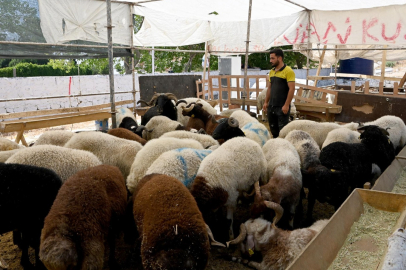 Kurban satış ve kesim alanları açıklandı