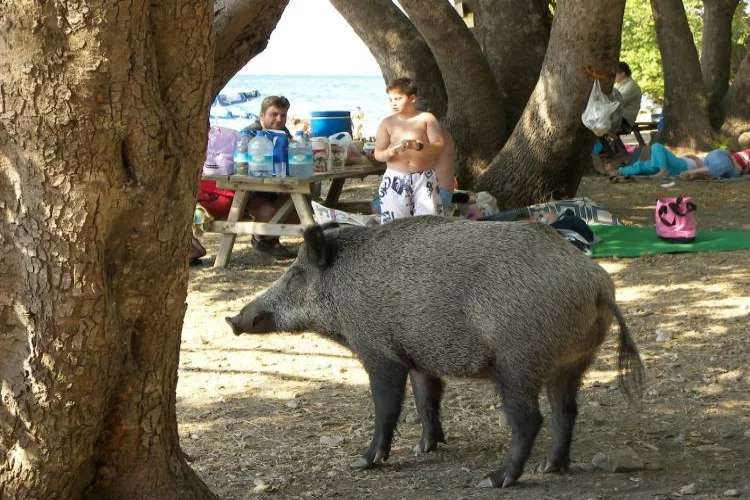 Corona geldi domuzlar doğal beslenmeye döndü