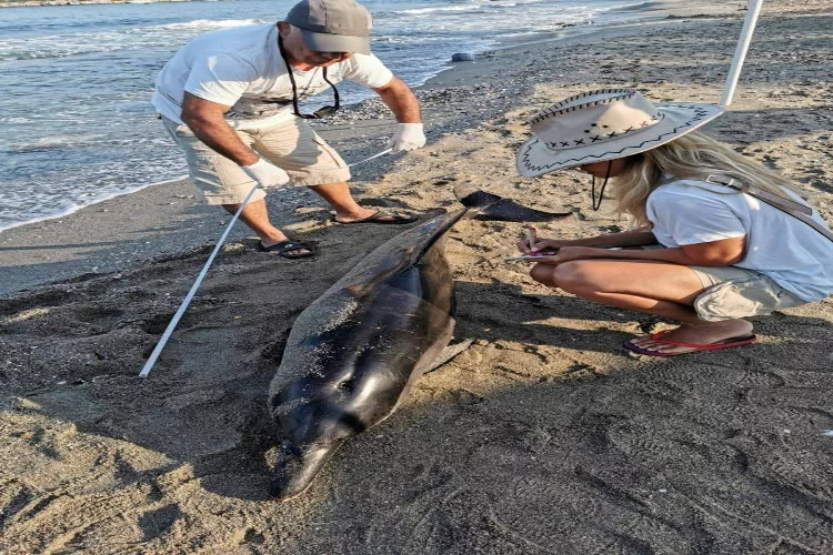 Kuşadası'nda 1 yunus 3  deniz kaplumbağası öldü