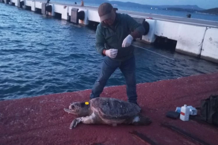 Bir günde üç deniz kaplumbağası ölü bulundu