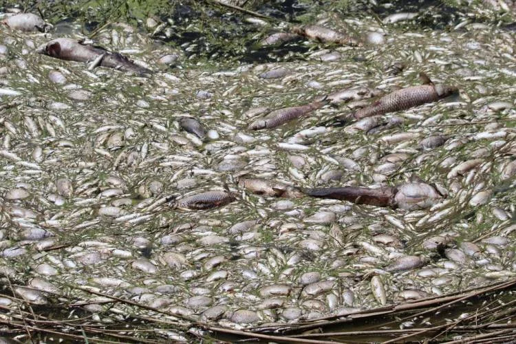 Menderes nehrinde balık ölümleri tedirgin etti